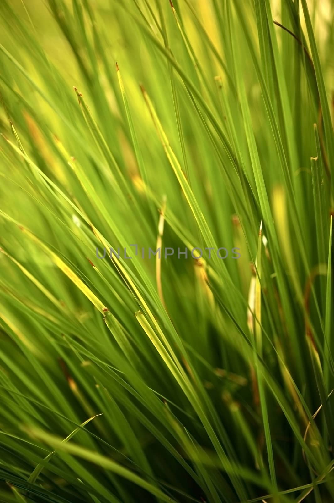 Spring Grasses  - Grass Macro Photo. Green Grass Background.