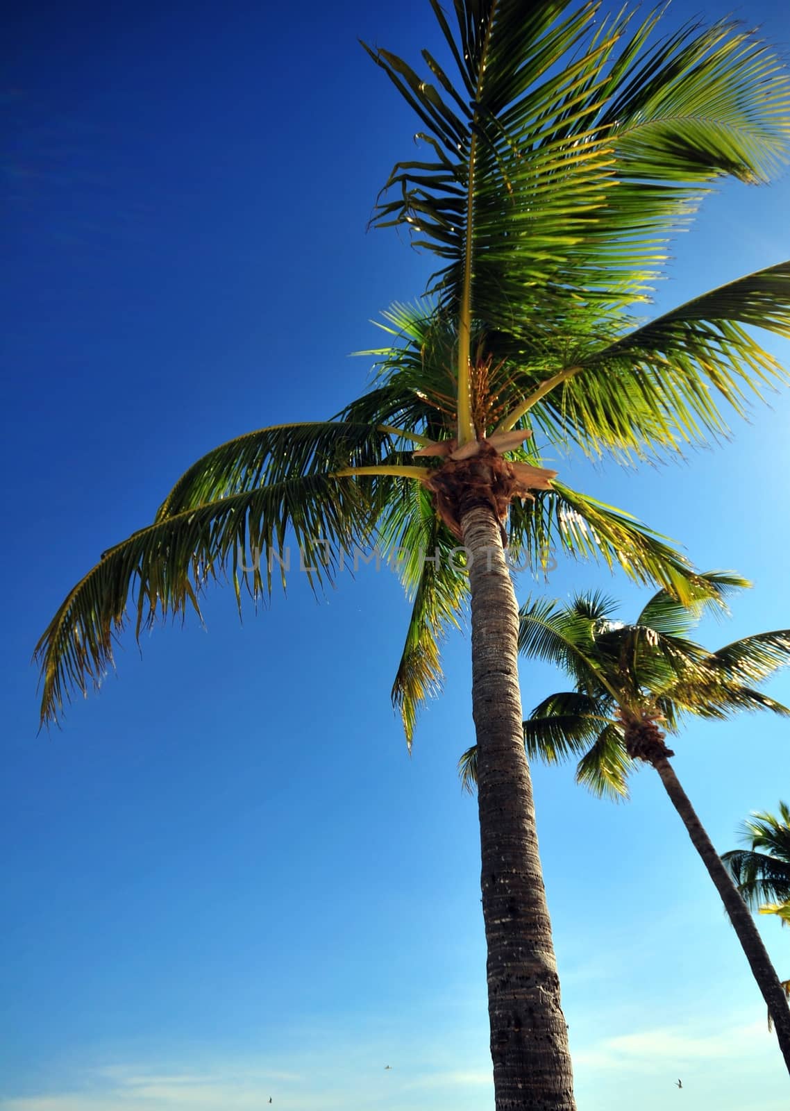 Palm Trees on the Clear Blue Sky. Vertical Photo