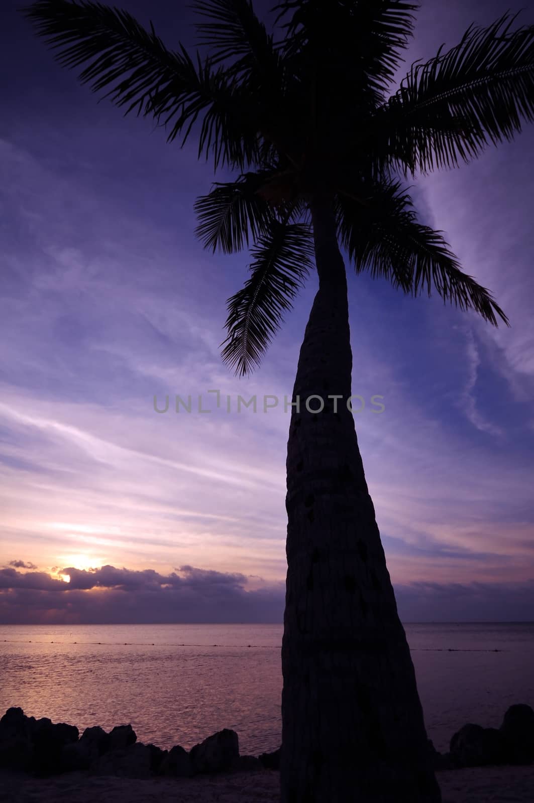 Exotic Palm Tree - Atlantic Ocean Sunrise