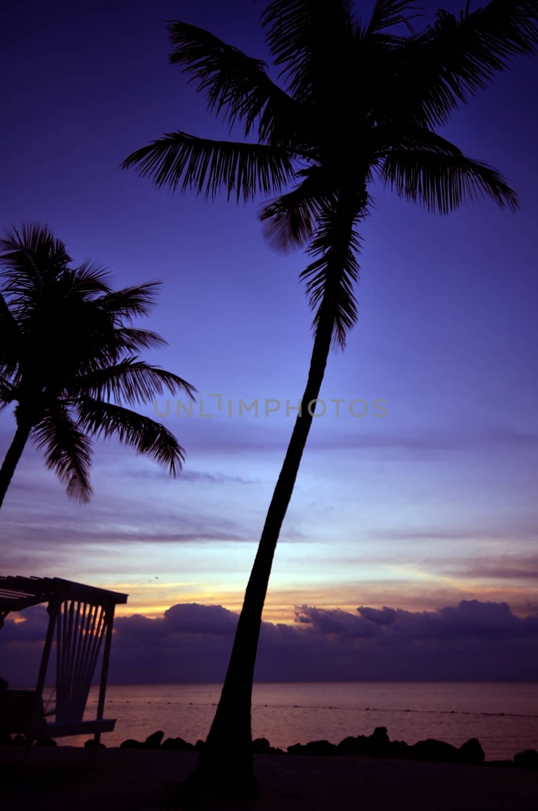 Islamorada Sunrise. Ocean View Sunrise with Palm Tree.