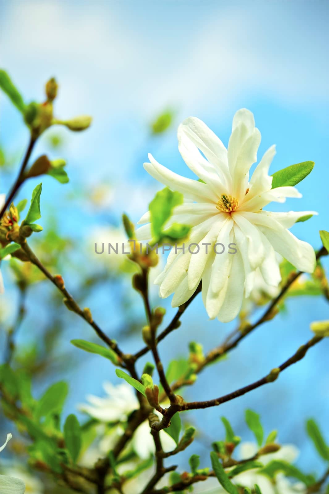 Star Magnolias - Stellata. Flowering Magnolia Tree Vertical Closeup Photo.