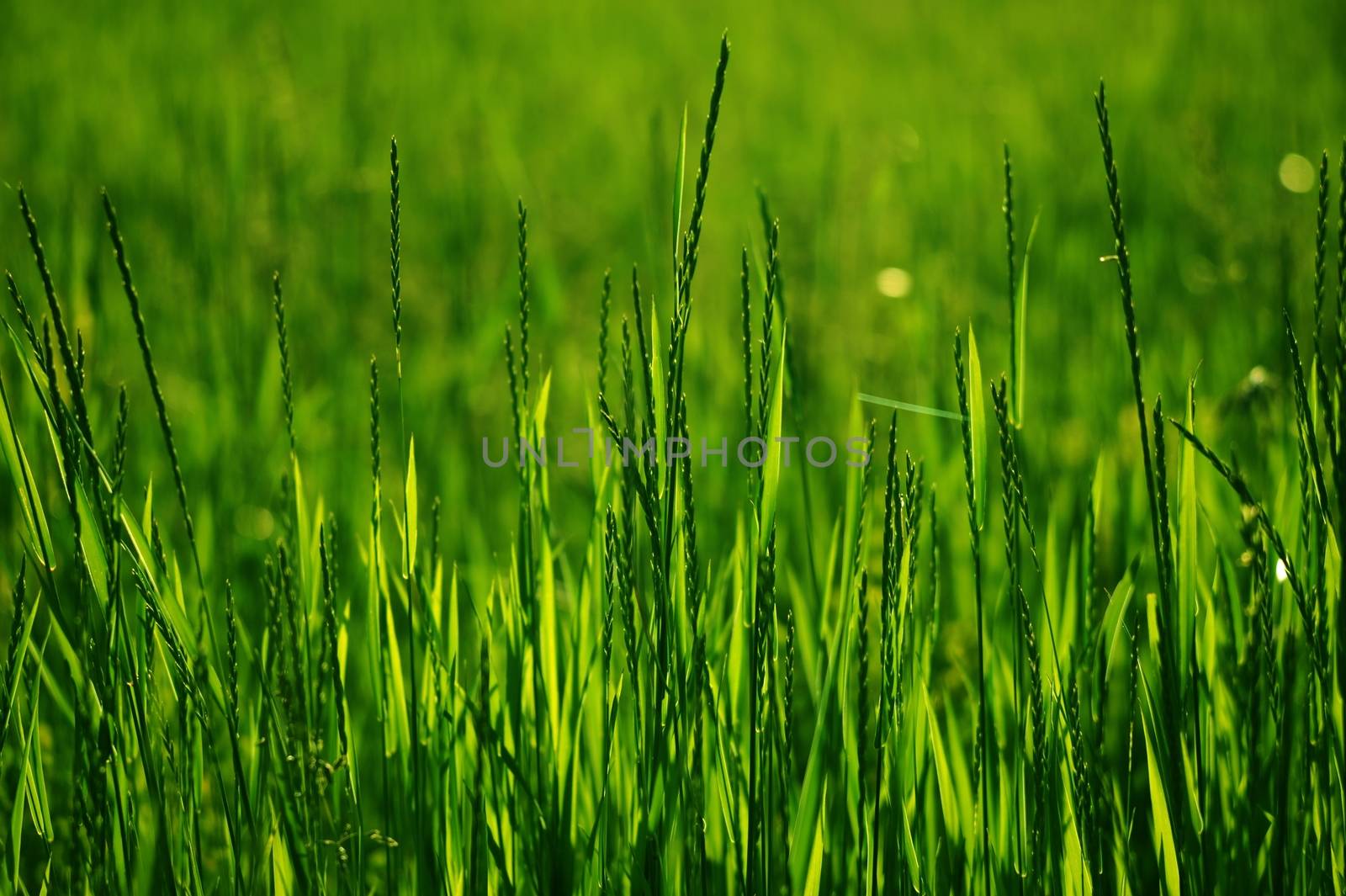 Summer Grass by welcomia
