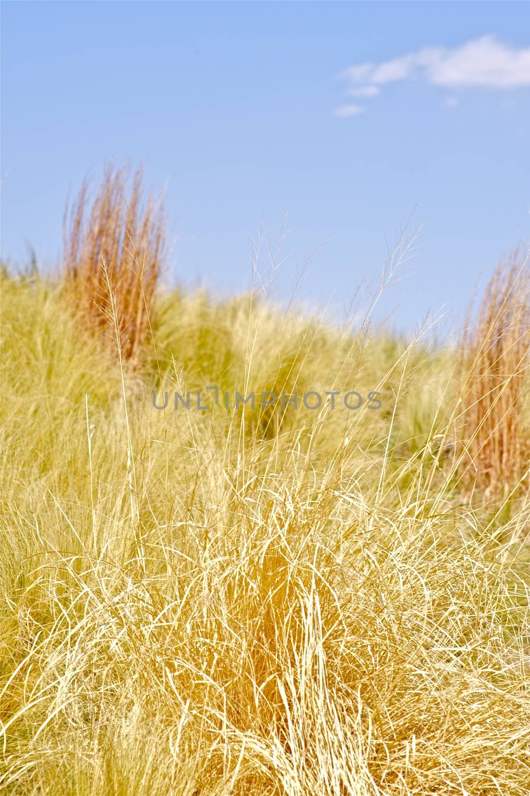 Summer Grasses - Dry Summer Meadows Vertical Photography.