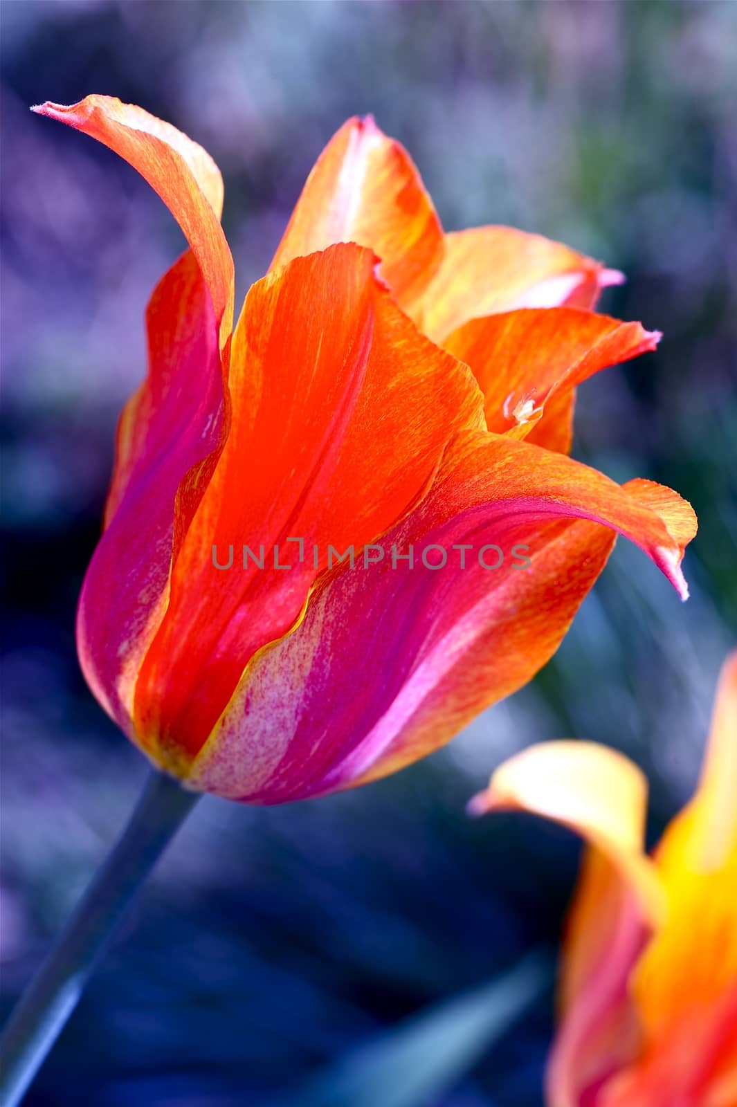Tulips in Vertical Photography. Red Blossom Tulips