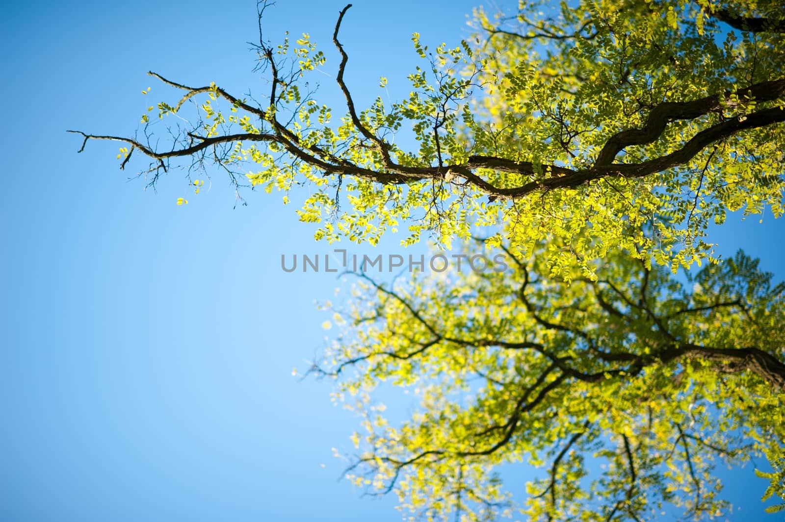 Spring Trees on Clear Blue Sky. Back to Life After Winter Time. Horizontal Nature Photography.