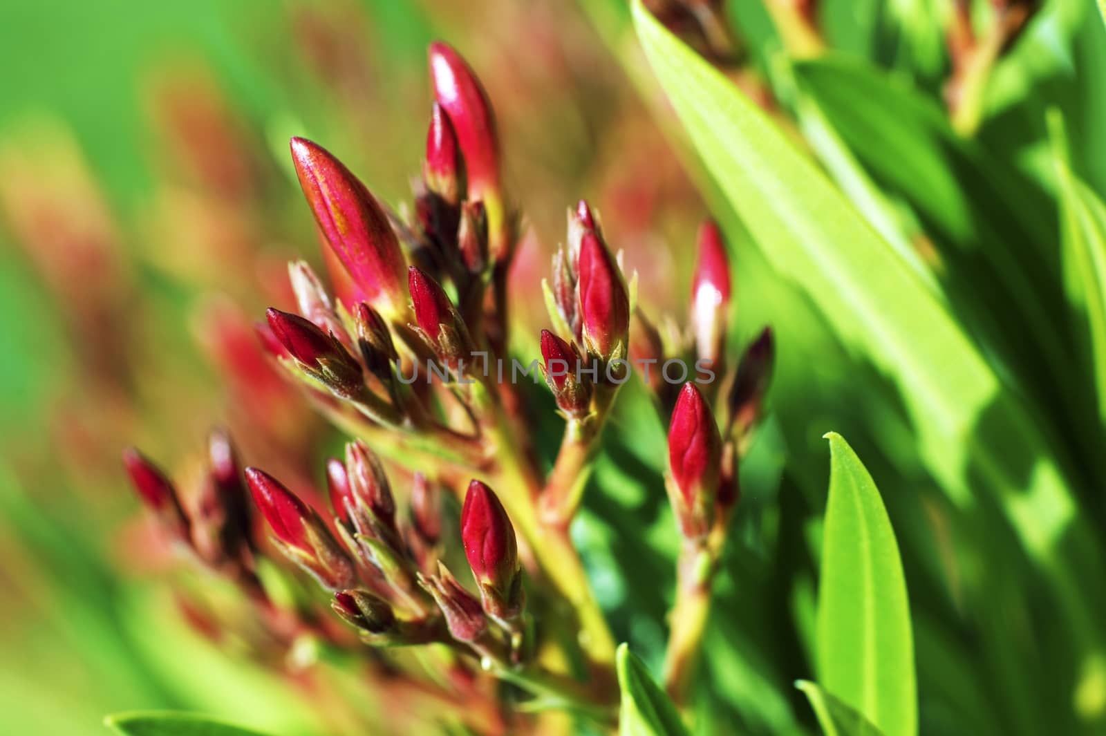 Spring Red Buds in Californian Garden. California USA. Nature Photo Collection.