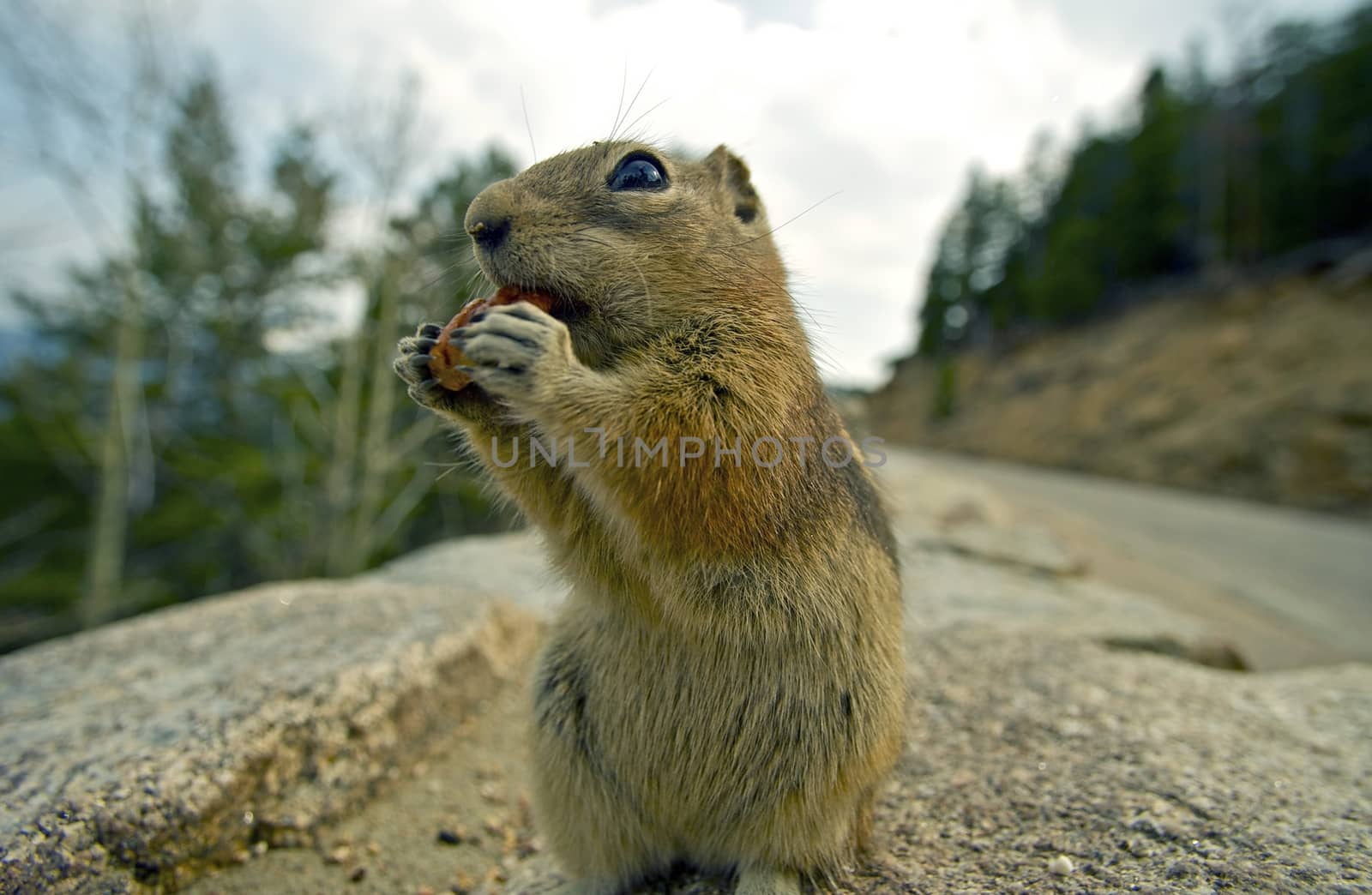 Chipmunk Lunch - Funny Chipmunk Eating Nut. Colorado, U.S.A. Chipmunks Have an Omnivorous Diet - Chipmunk Eat Both Plants and Animals as Primary Food Source.