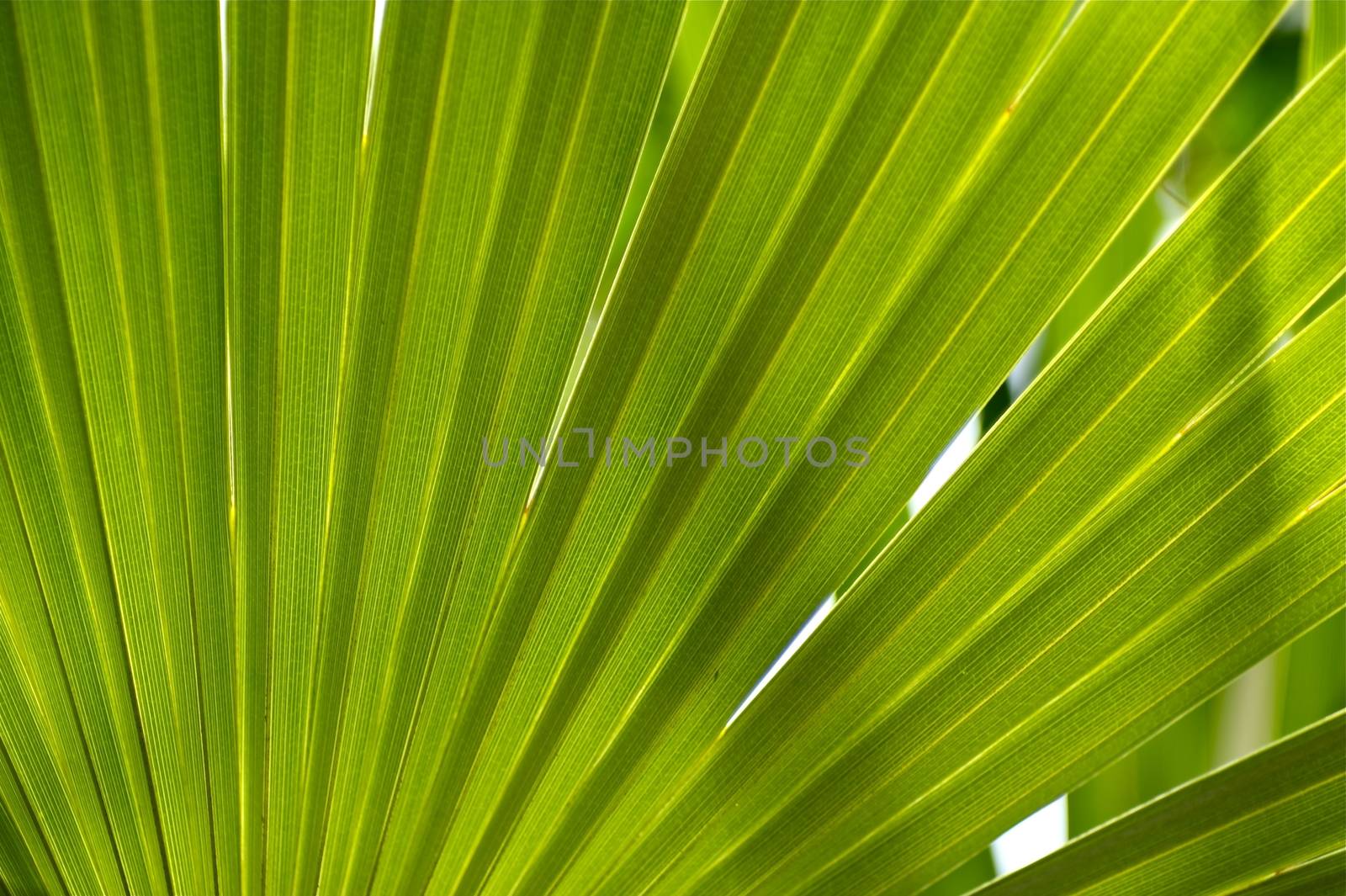 Jungle Background. Tropical Palm Leaf Organic Background Photo. Rain Forest Natural Background.