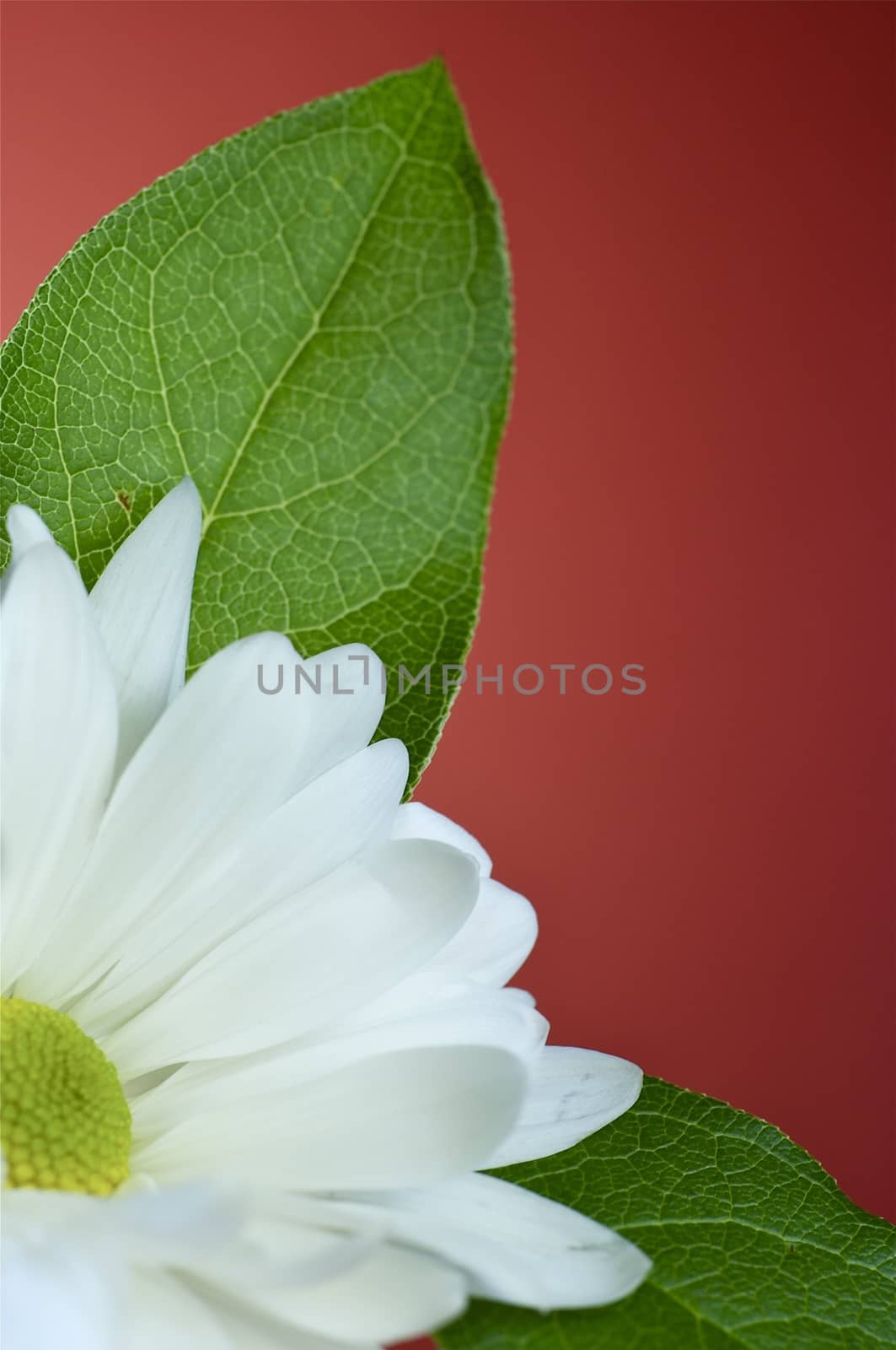 White Daisy Flower with Green Leafs. Burgundy Solid Background