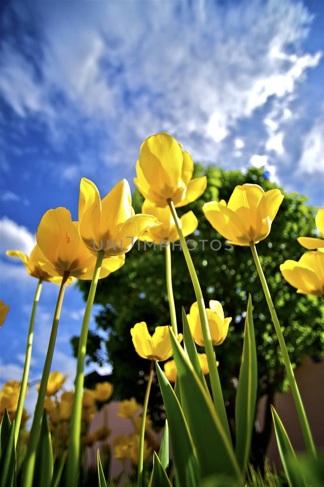 Tall Yellow Blossom Tulips - Wide Angle Photo. Tulips in the Garden. Sunny Day. Nature Photo Collection.