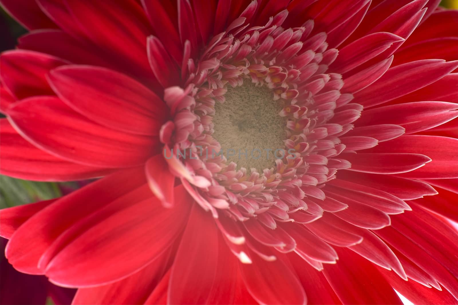 Burgundy Gerber - Macro Photo. Red Gerber. Flowers Photo Collection. Macro Photo.