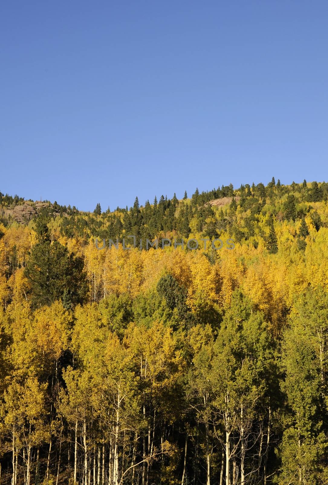 Aspen Forest. Aspen Colorado. Aspen Trees. Clear Blue Sky. Colorado, United States.
