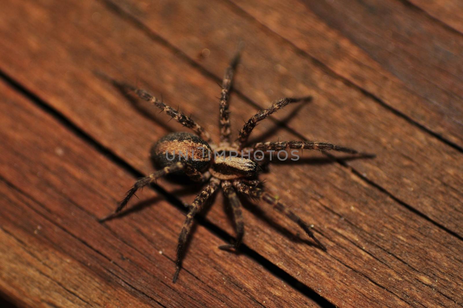 Home Spider on the Wood Deck Board