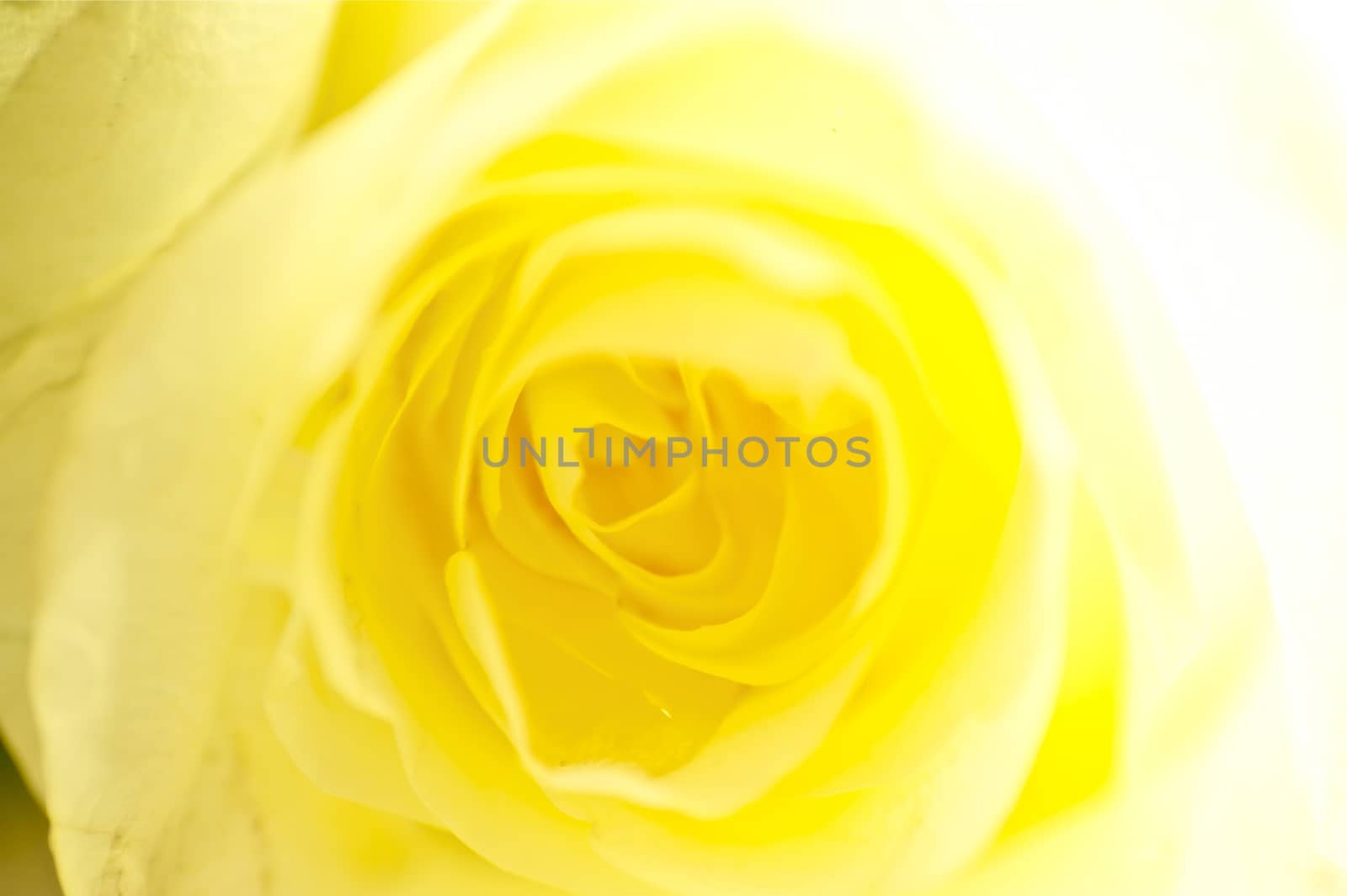 Yellow Rose Background with Heavy Bokeh. Great for Floral Themes.