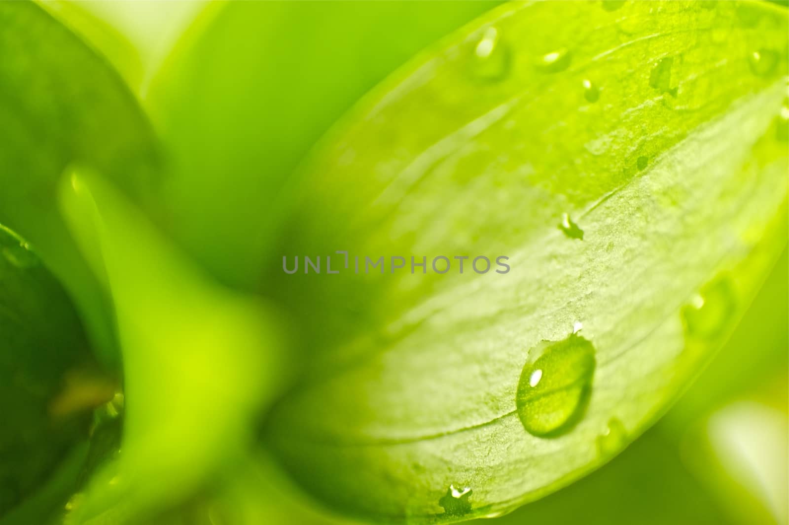 Green Leaf and the Dew. Fresh Green Background