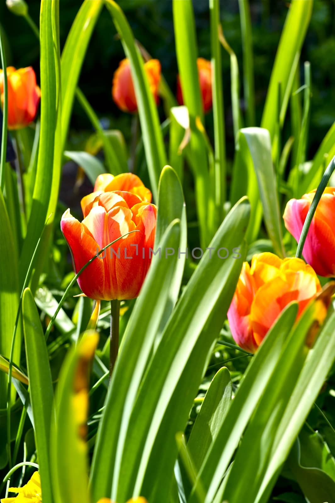 Red-Orange Tulips in the Garden. Flowers Photo Collection.