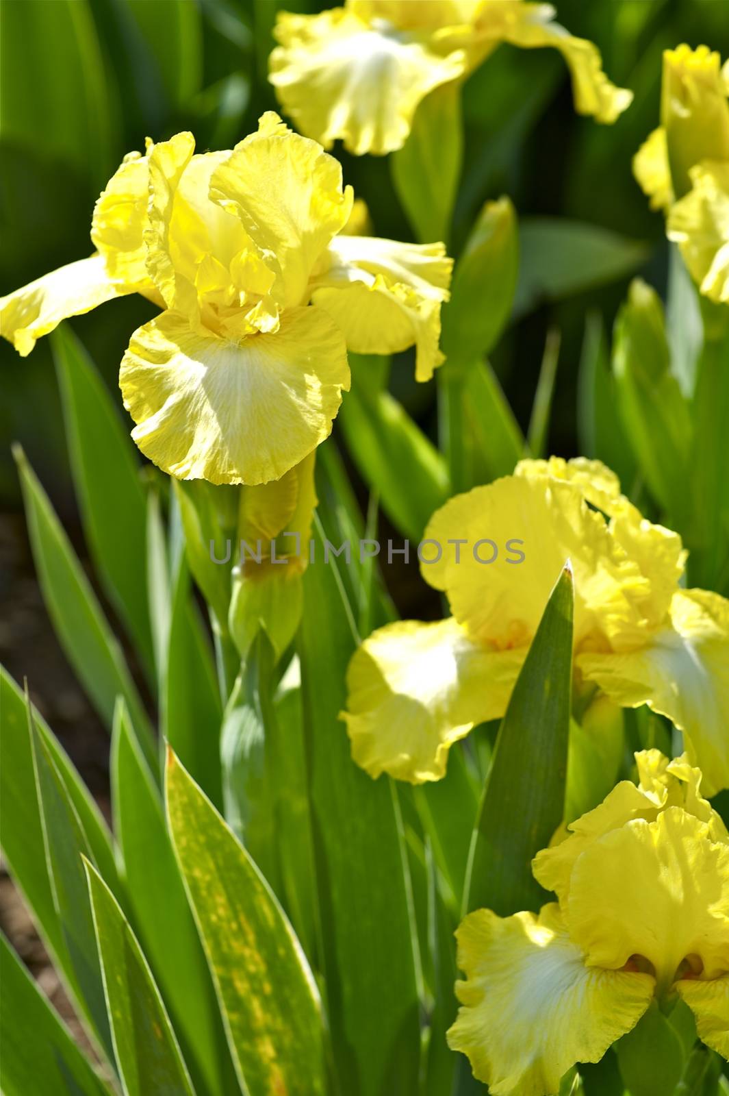 Yellow Iris. Iris is a Genus of 260 Species of Flowering Plants With Showy Flowers. Vertical Photo