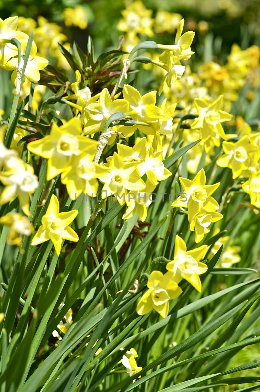 Narcissus Pipit by welcomia