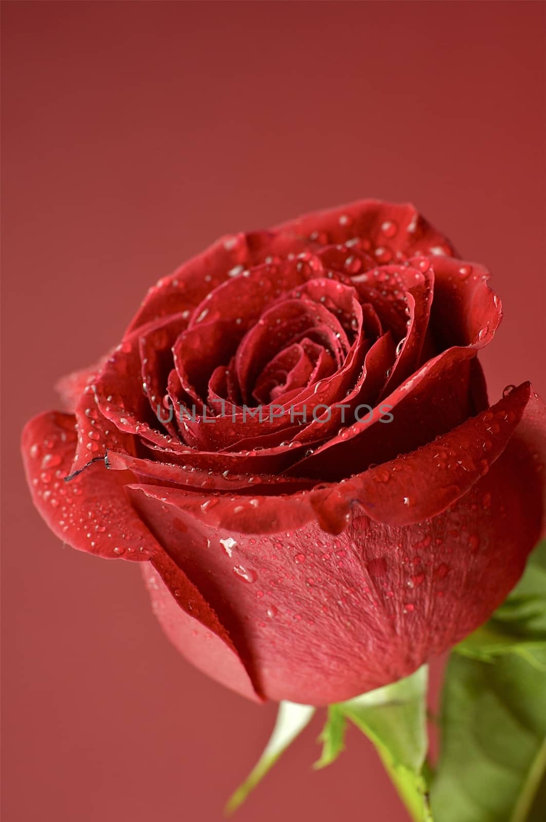 Rose in Red. Fresh Rose Flower on Red-Burgundy Background. Love Theme