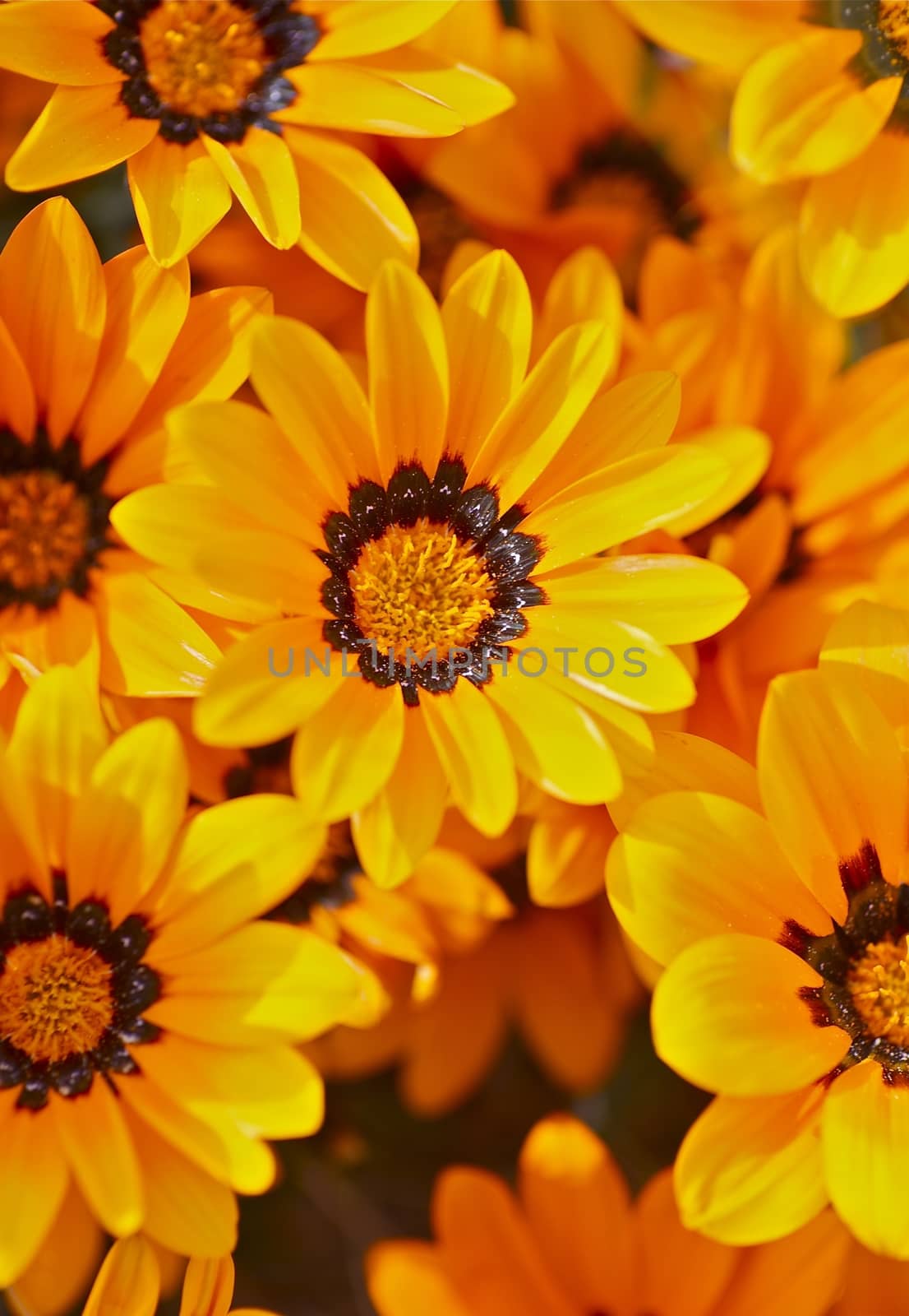 Orange Flowers Closeup Vertical Photography. Blooming Spring.