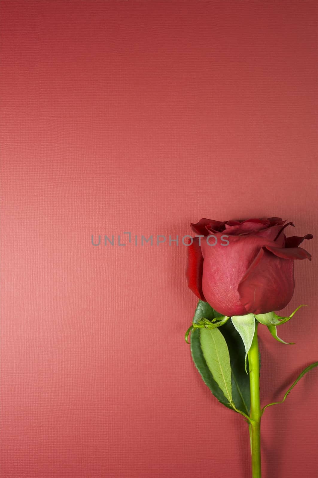 Red Rose on the Textured Red-Burgundy Background. Special Occasion Copy Space.