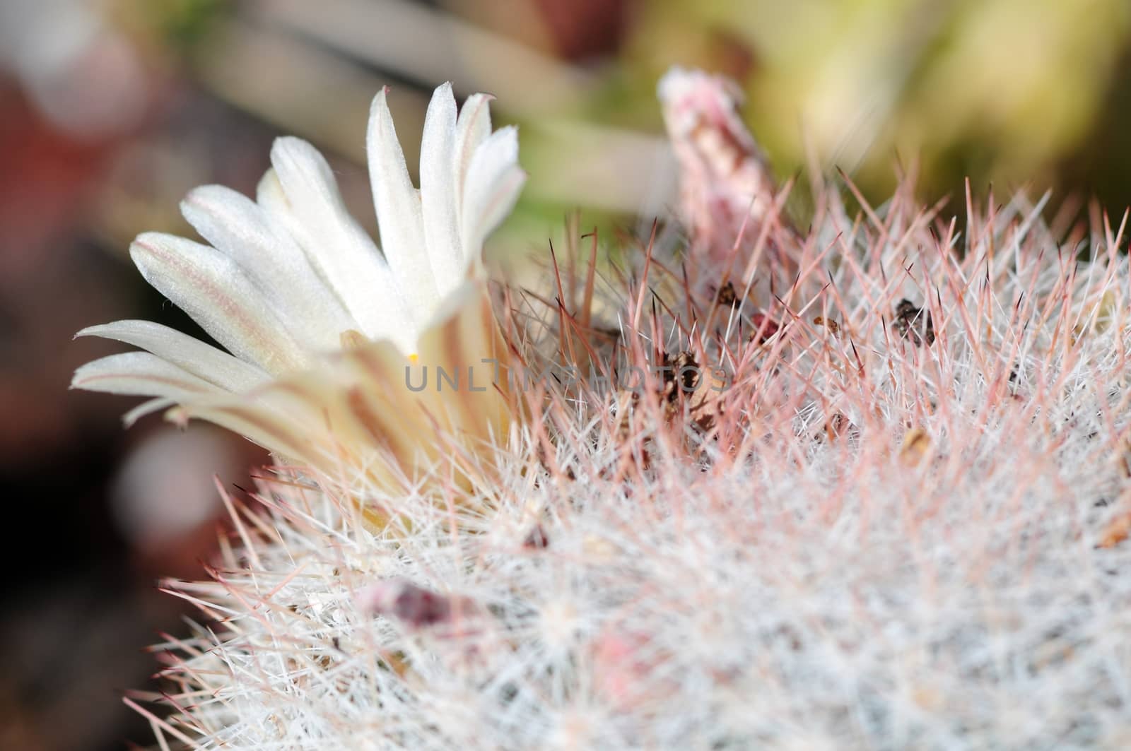 Cactus Flower - Macro Photo