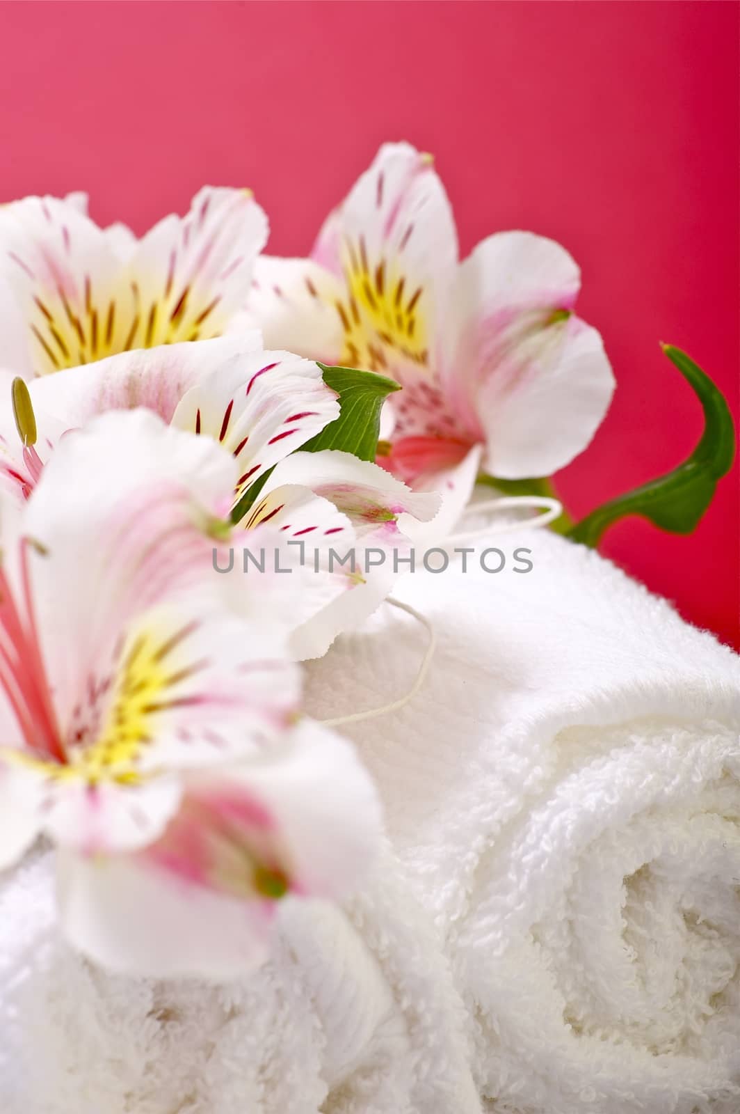Flowers and Towels - Alstroemeria Flowers and Fresh White Towels. Pinky-Red Background.