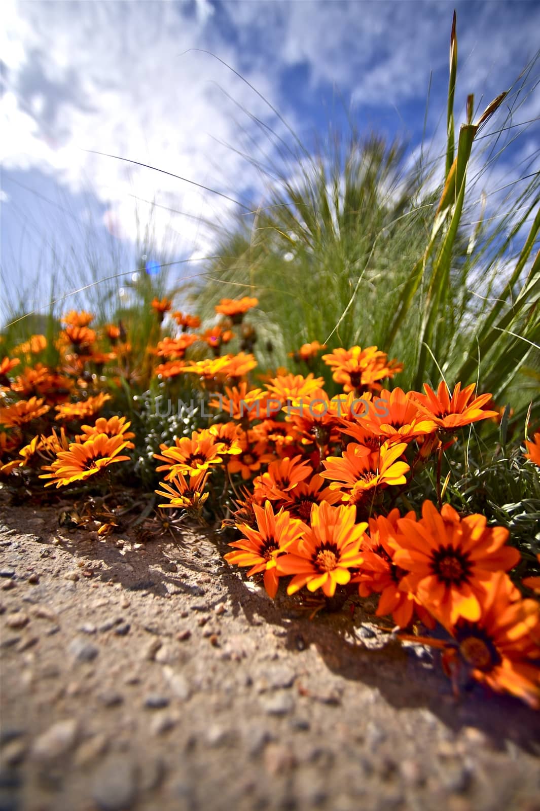 Tiny Orange Flowers Closeup Ground Level Vertical Photography. Summer Sky. Via Ultra Wide Angle Lens