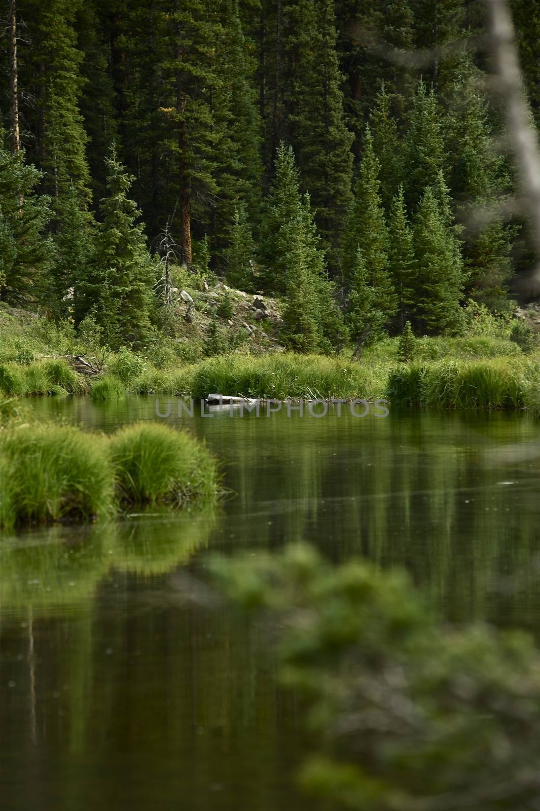 Colorado Forest by welcomia