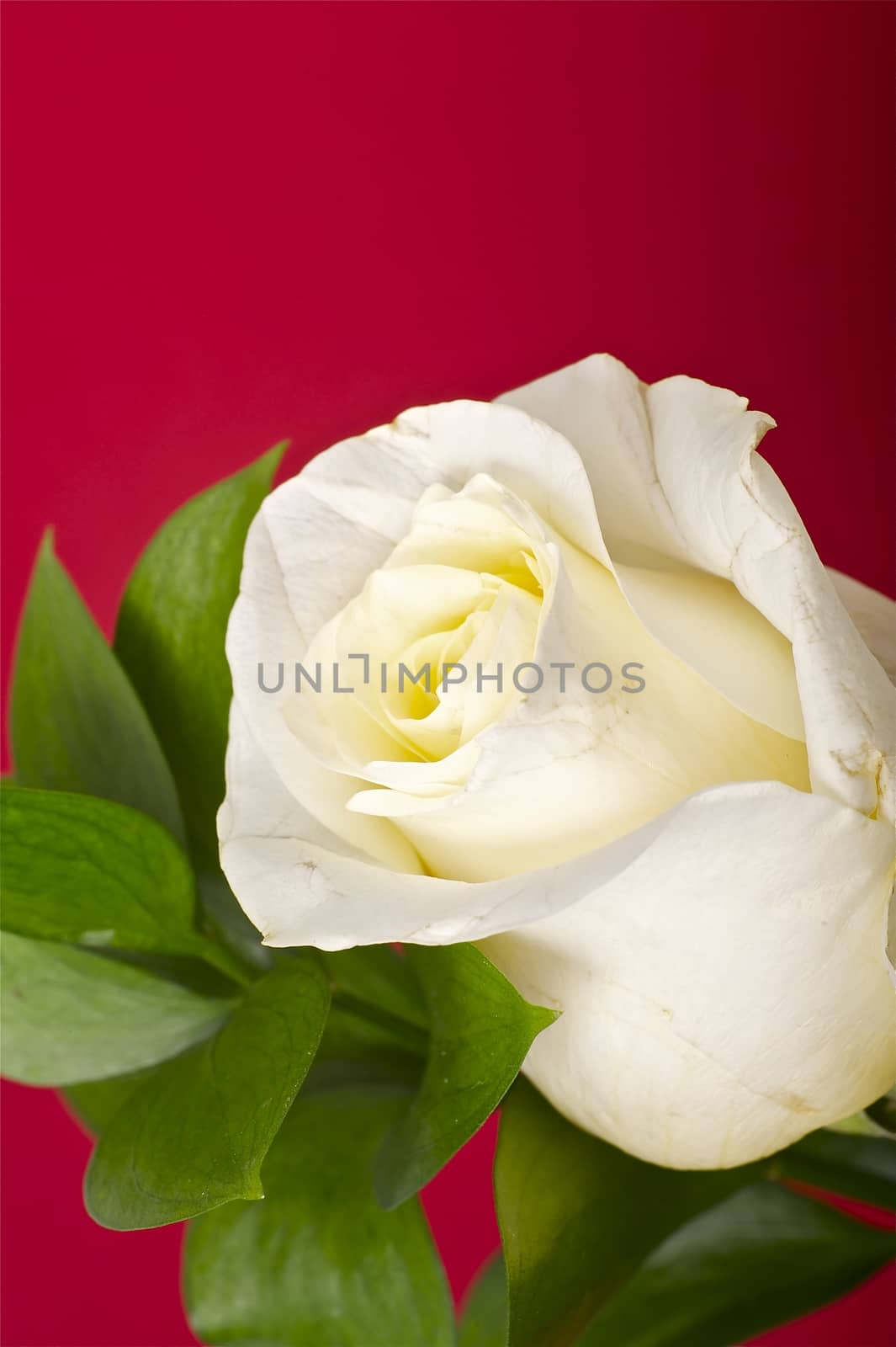 The Rose - Dark Burgundy Background. White Rose and Green Leafs. Floral Theme.