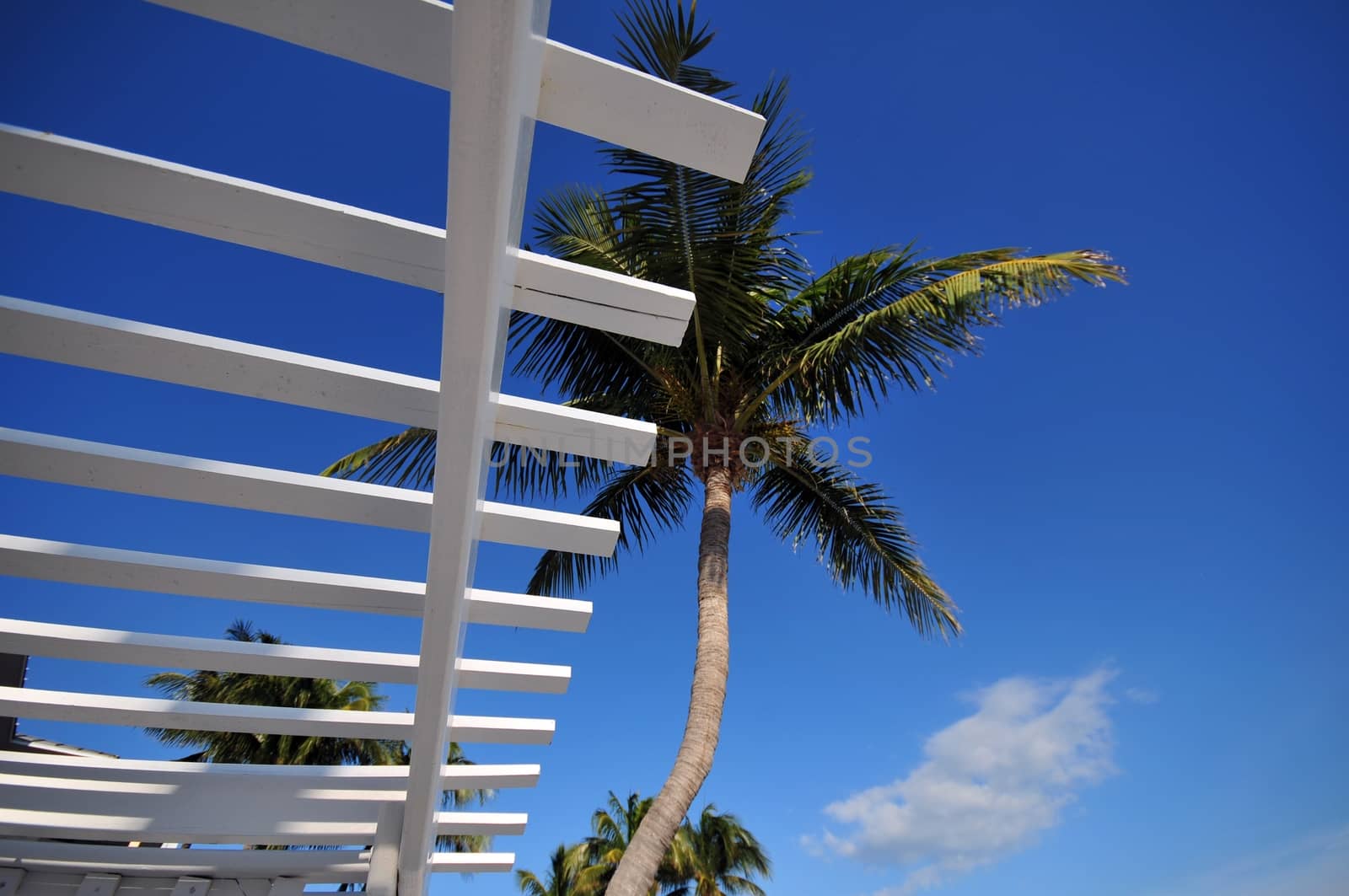 Tropical Destination - Florida Summer. Palms on the Blue Sky.