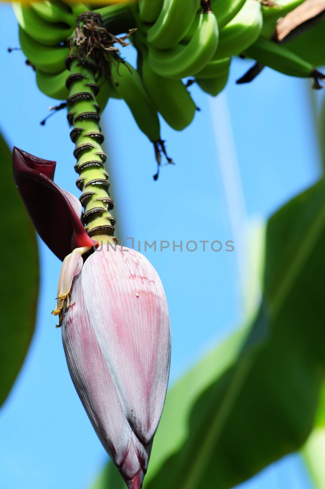 Banana Tree. Banana Flower and Banana Fruits on the Palm Tree