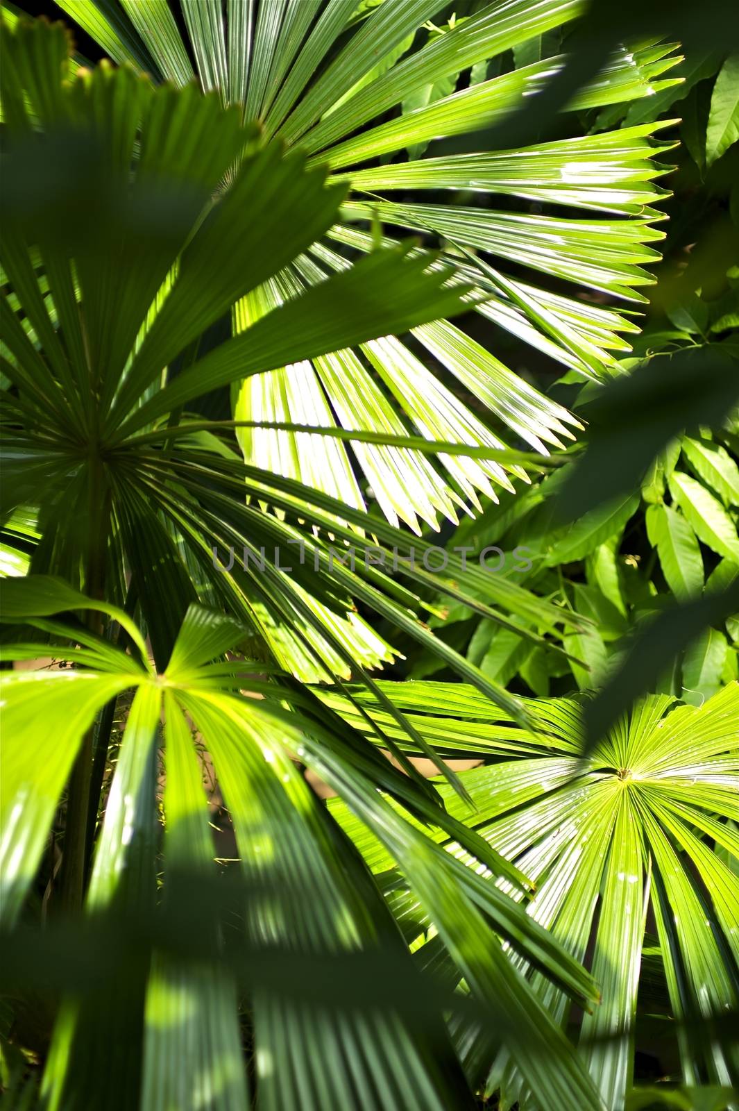 Inside the Jungle. Tropical Plants Vertical Photo. Tropical Photo Collection.