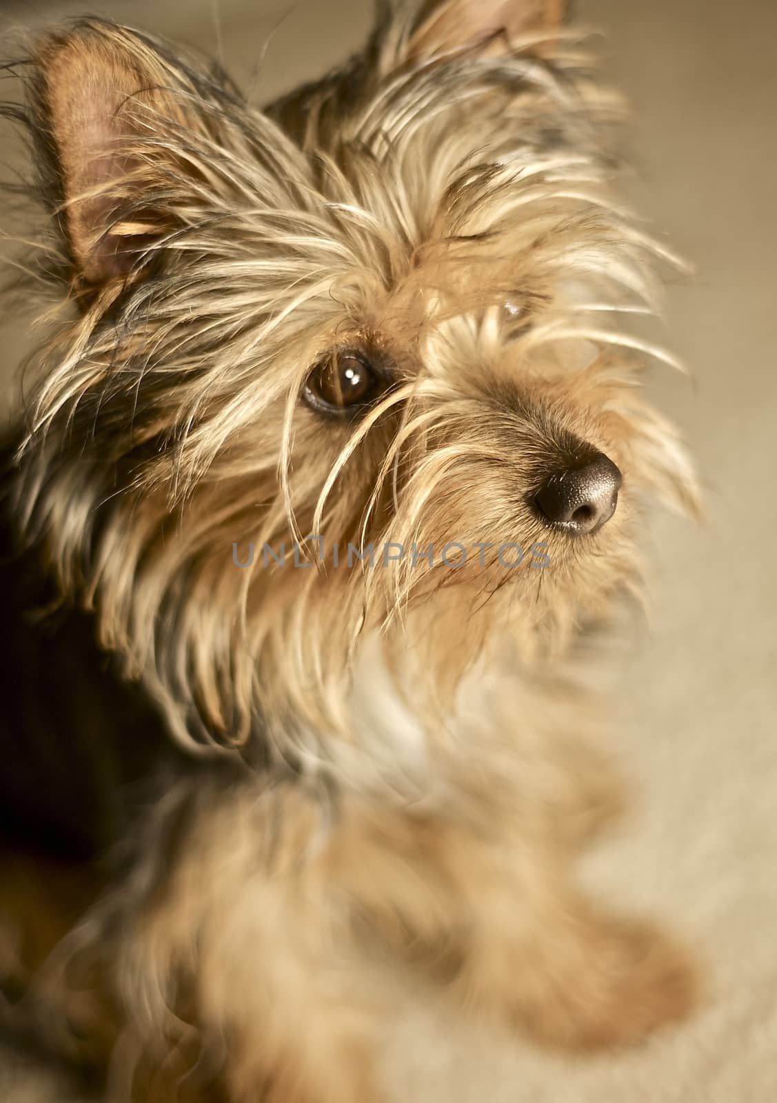 Sweet Doggie - Little Silky Terrier Puppie