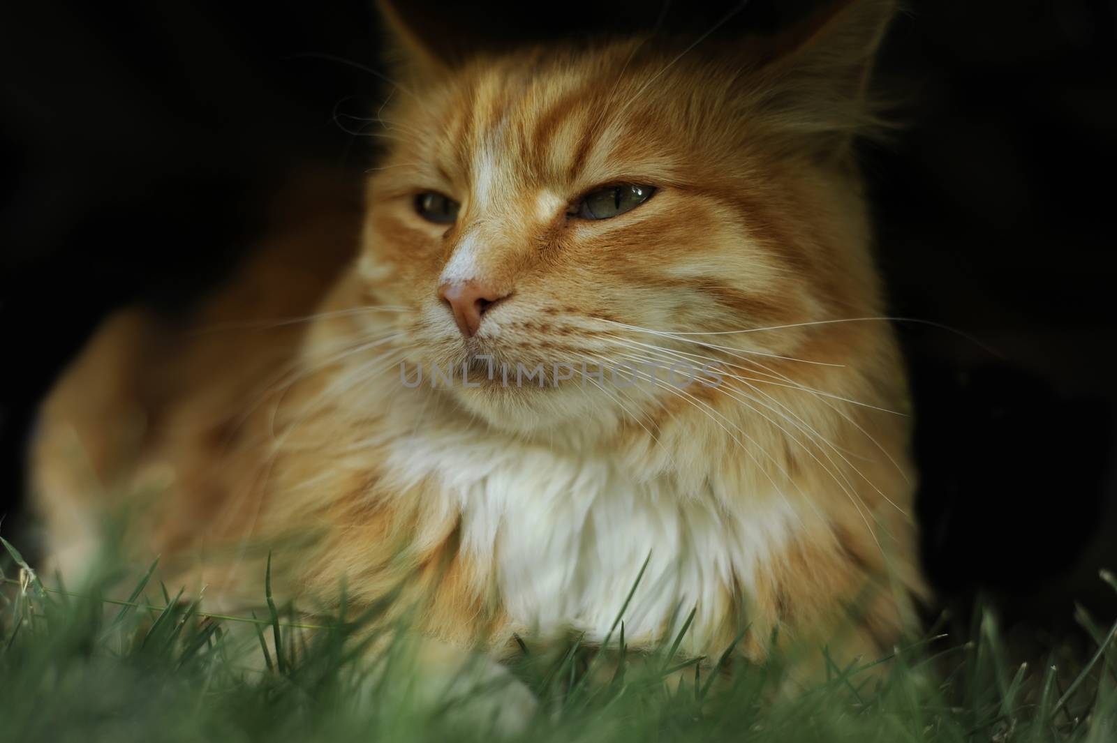 Cat in Shadow
