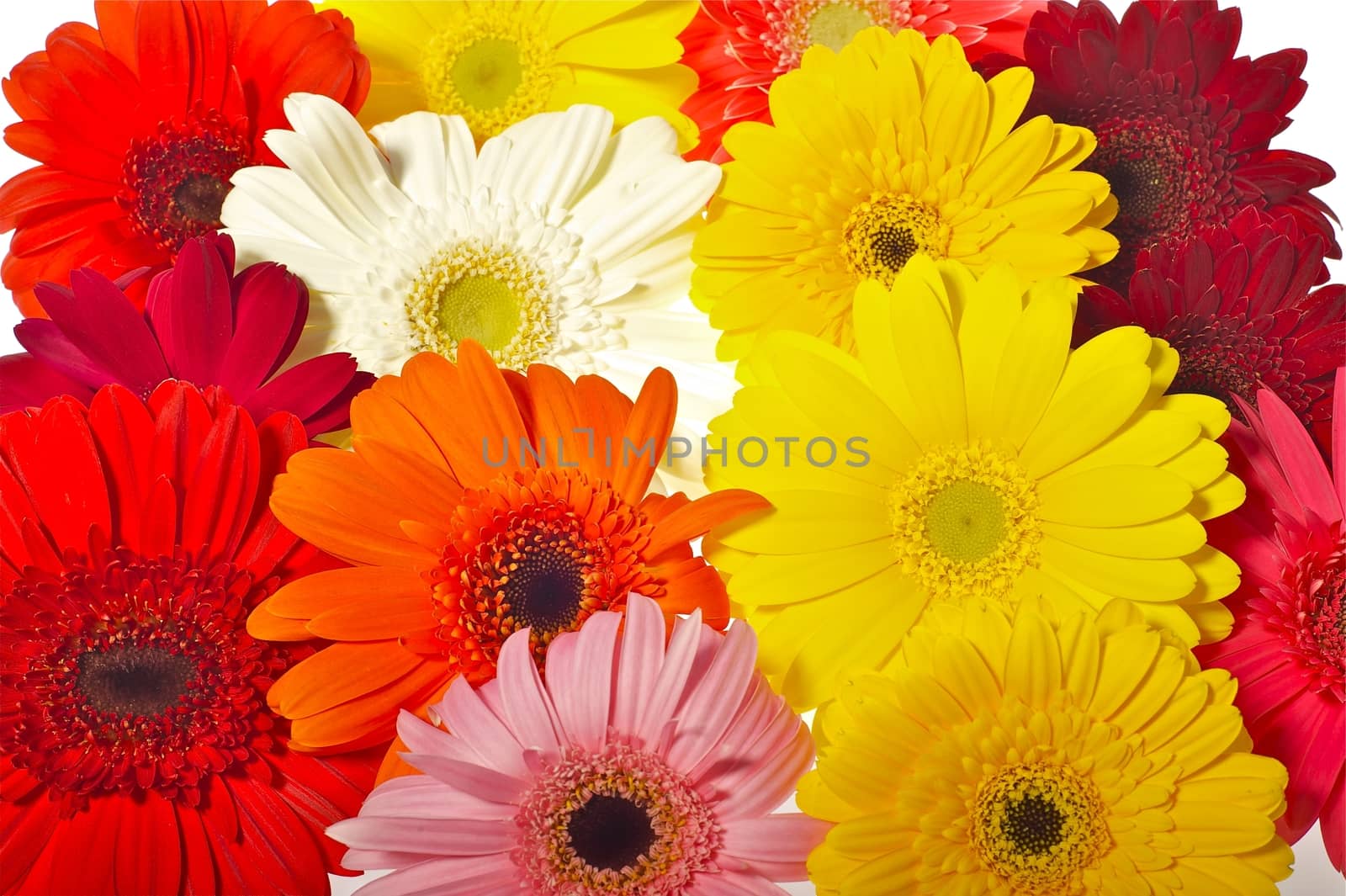 Gerbers Background - Colorful Flowers Background. Gerberas.