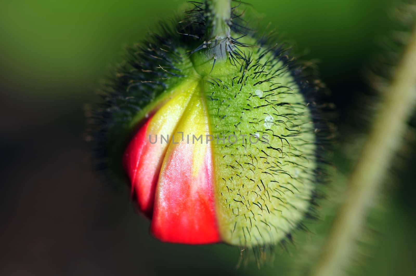 Flower Macro. Small Flower in Macro Photography