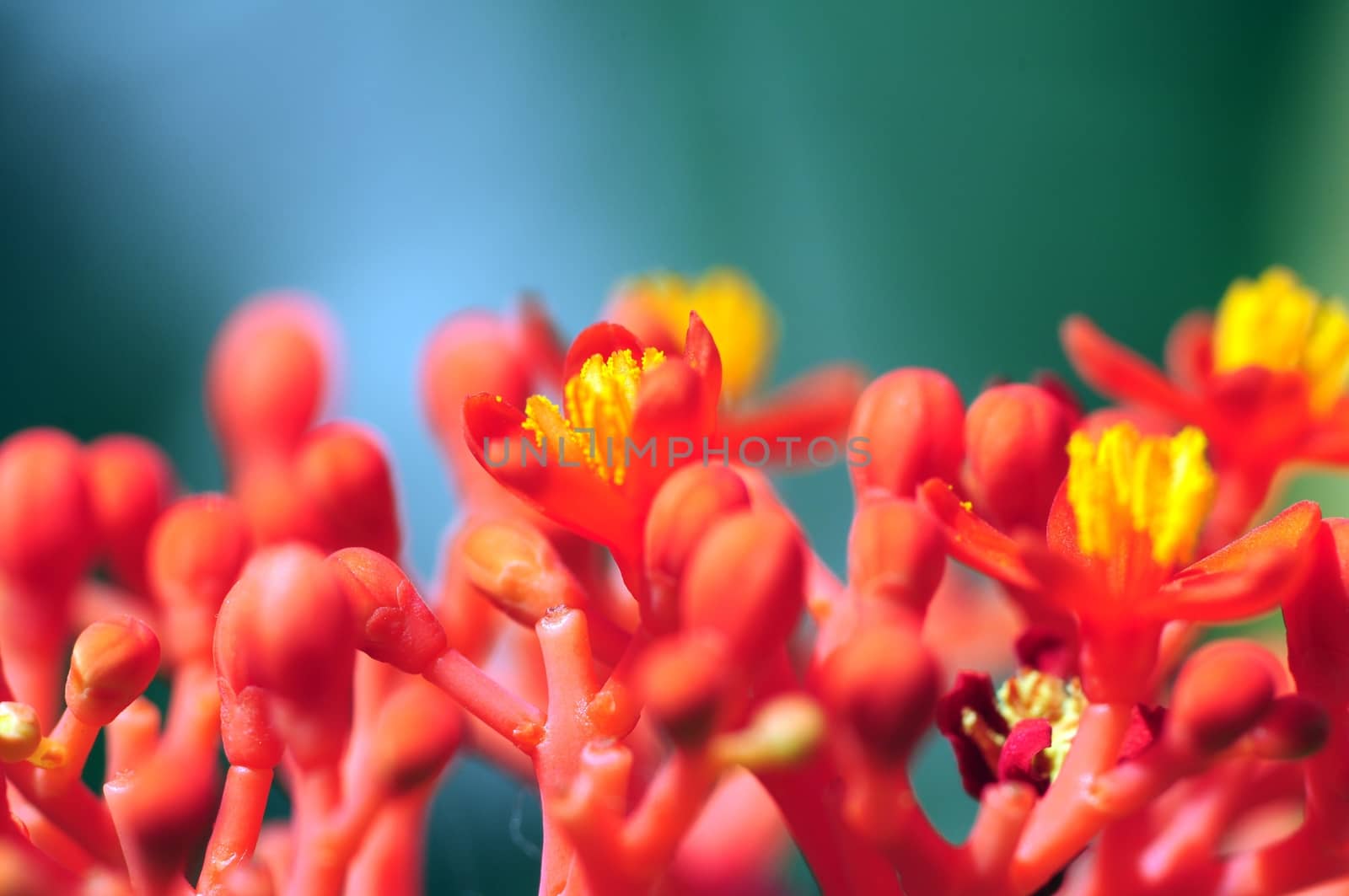 Macro Nature. Exotic Plants in the Macro Photography