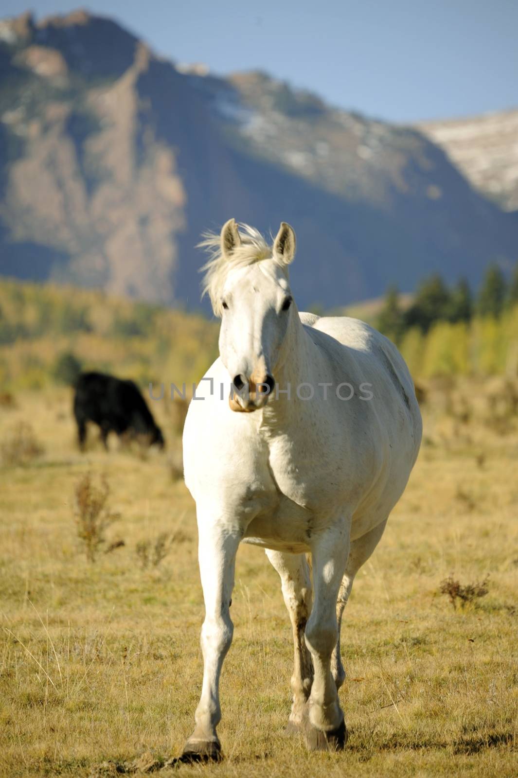 White Running Mustang. Colorado USA. Vertical Photo