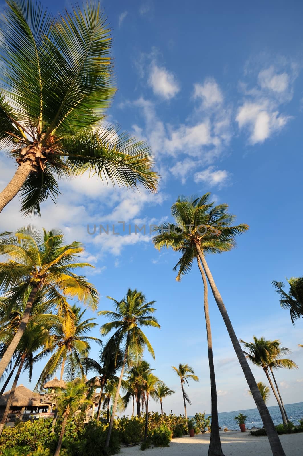 Tropical Theme with Palm Trees. Vertical Photo