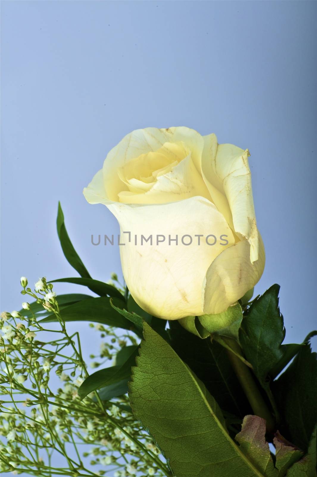 Fresh Cut White Rose on the Light Blue Solid Background