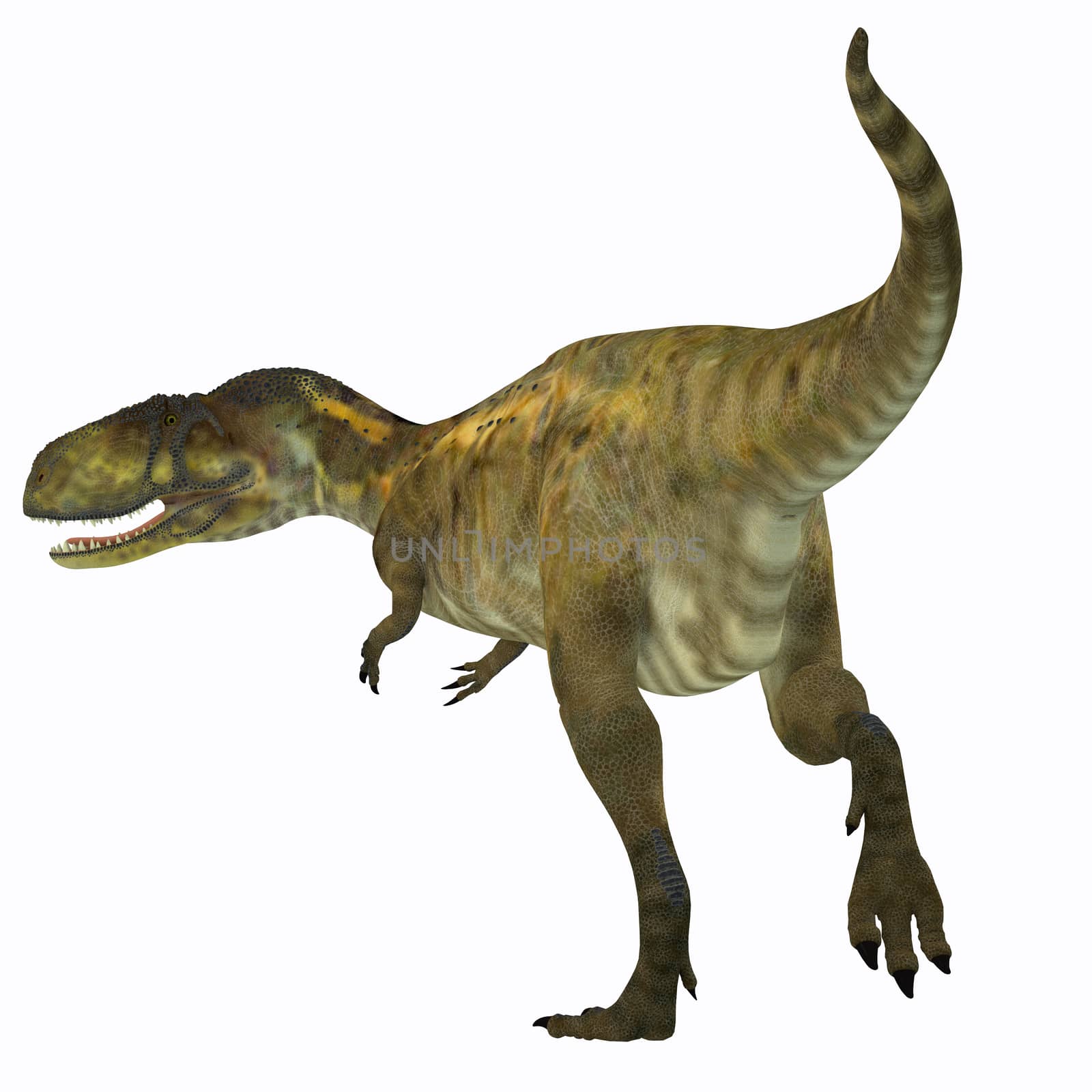 Abelisaurus was a carnivorous theropod dinosaur that lived in Argentina in the Cretaceous Period.
