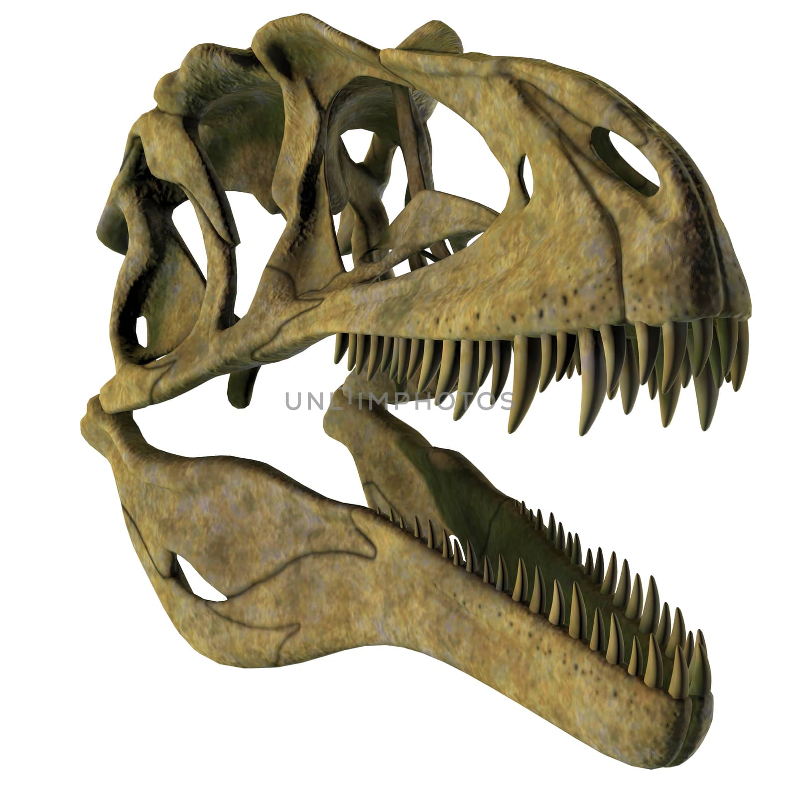 Acrocanthosaurus Dinosaur Skull by Catmando