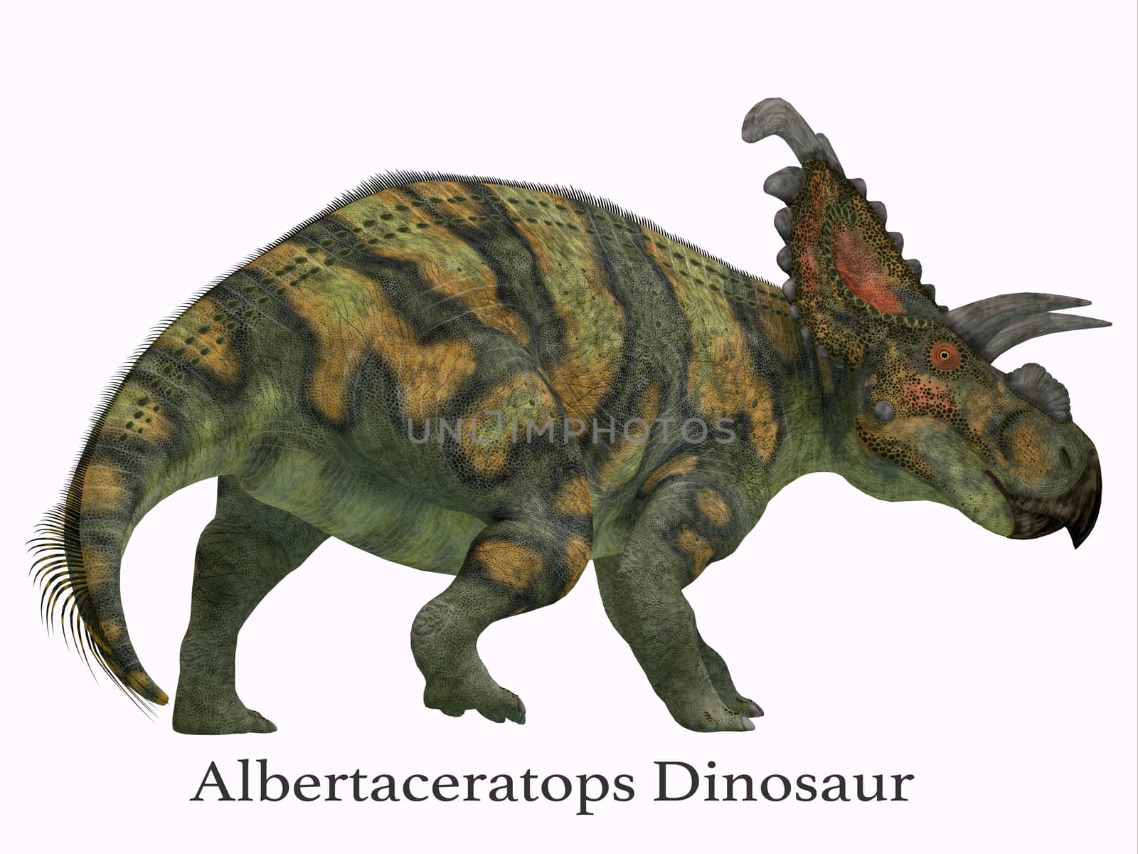 Albertaceratops Dinosaur Tail with Font by Catmando