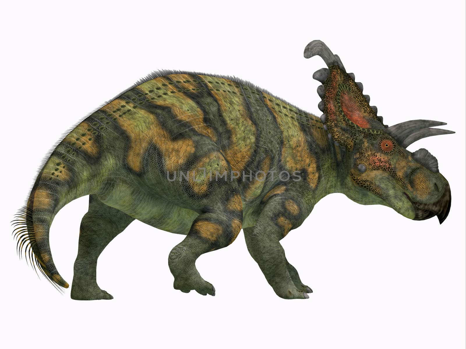 Albertaceratops was a herbivorous Ceratopsian dinosaur that lived in Alberta, Canada in the Cretaceous Period.