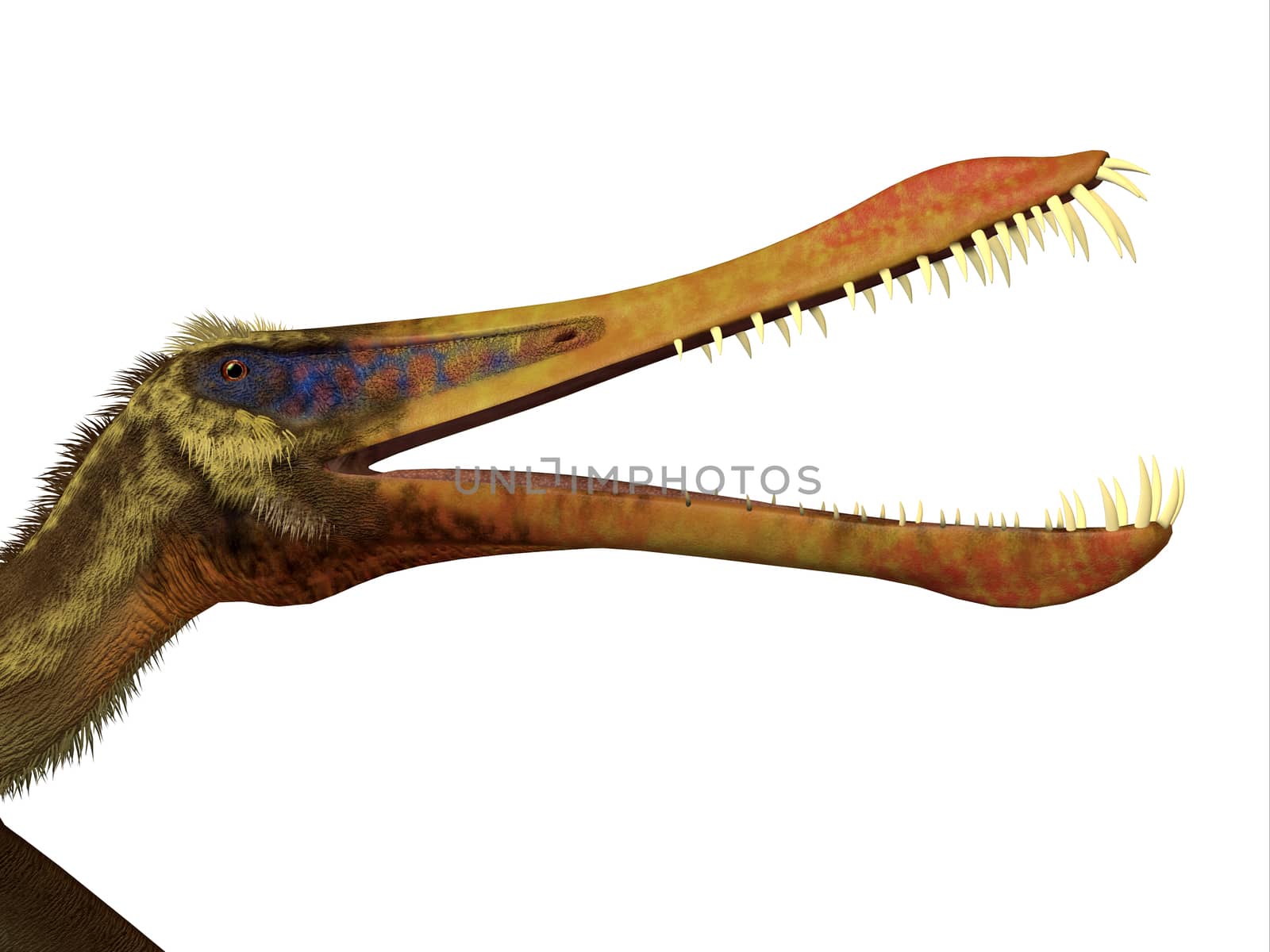 Anhanguera was a flying fish-eating pterosaur that lived in Brazil in the Cretaceous Period.