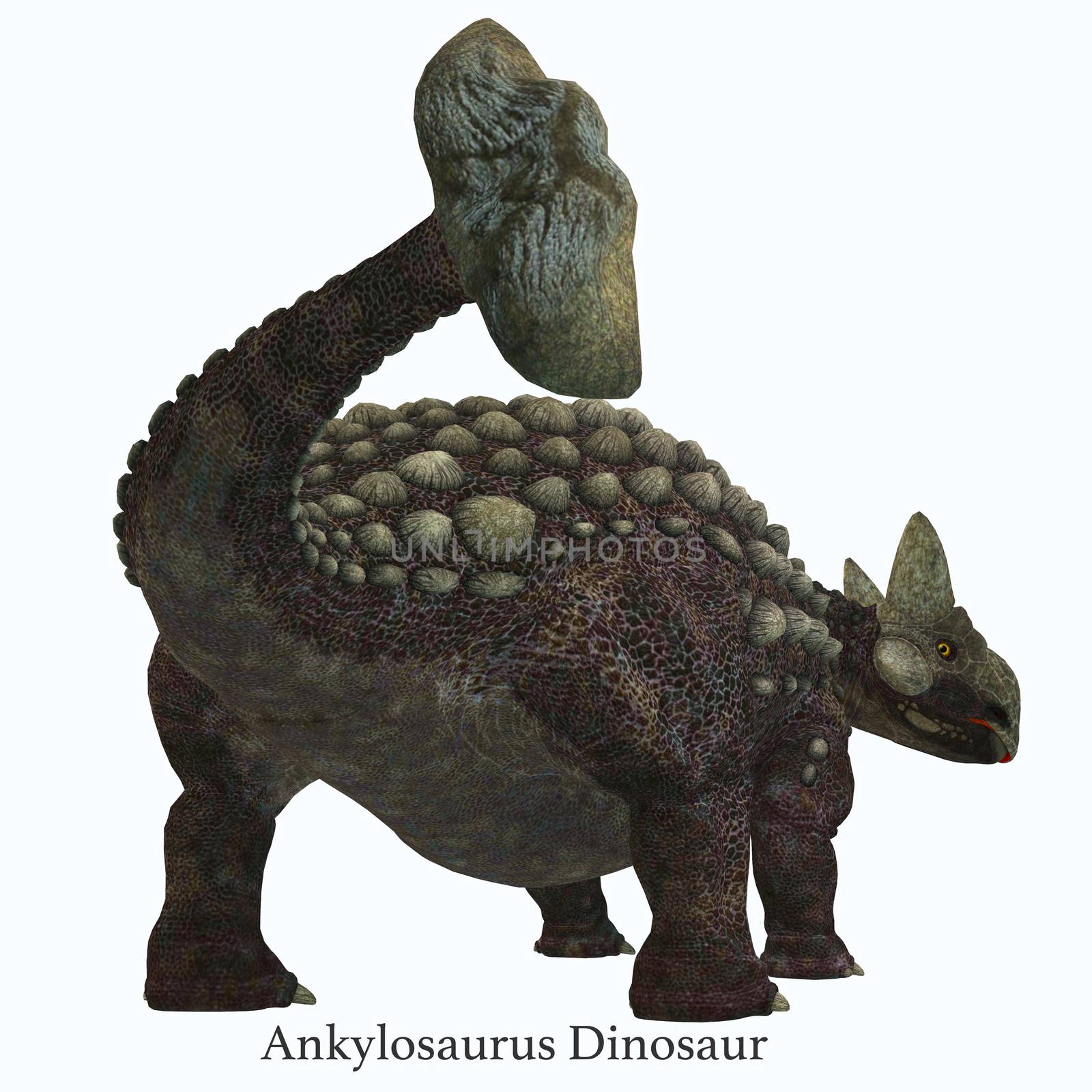 Ankylosaurus was a herbivorous armored dinosaur that lived in North America in the Cretaceous Period.