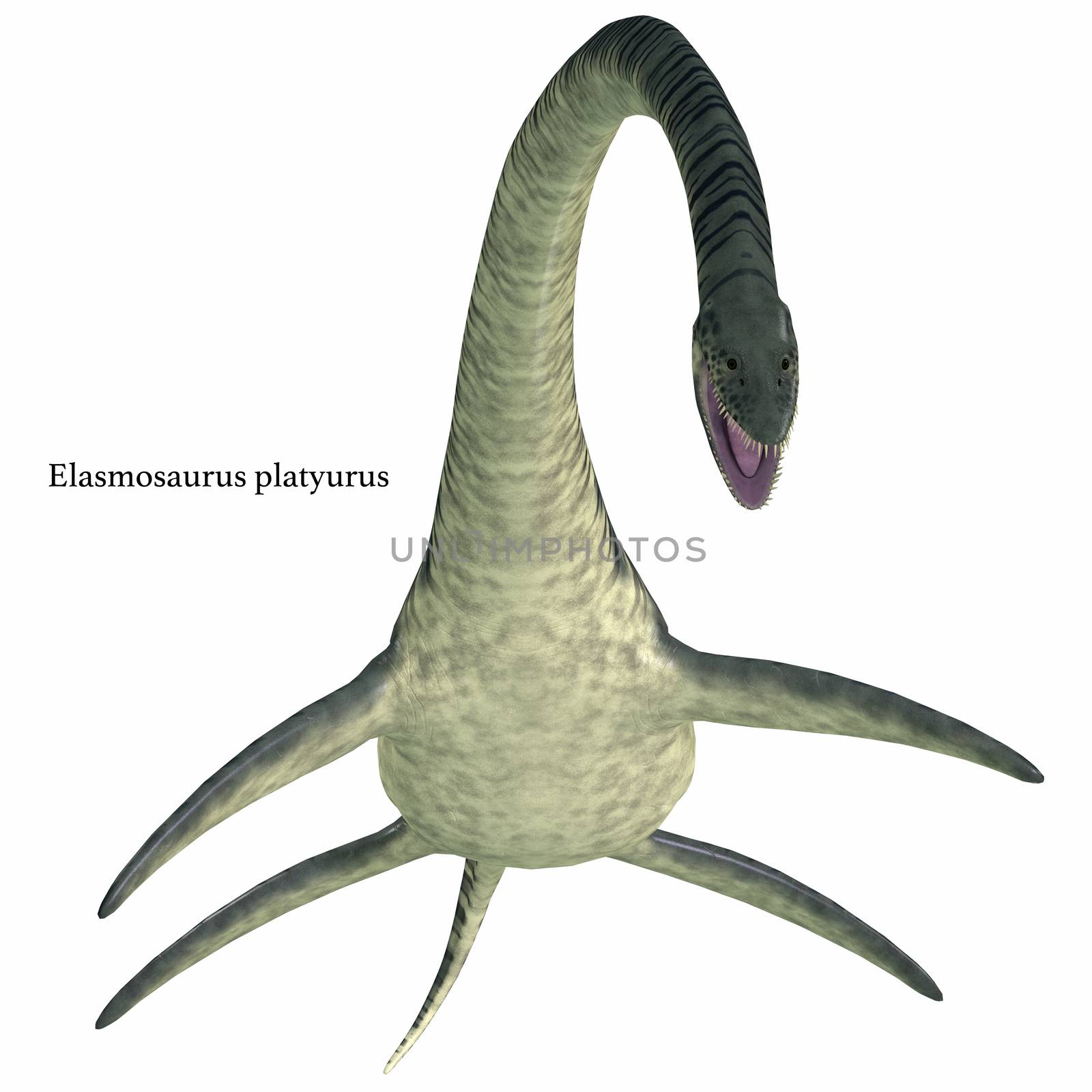 Elasmosaurus Aquatic Reptile with Font by Catmando