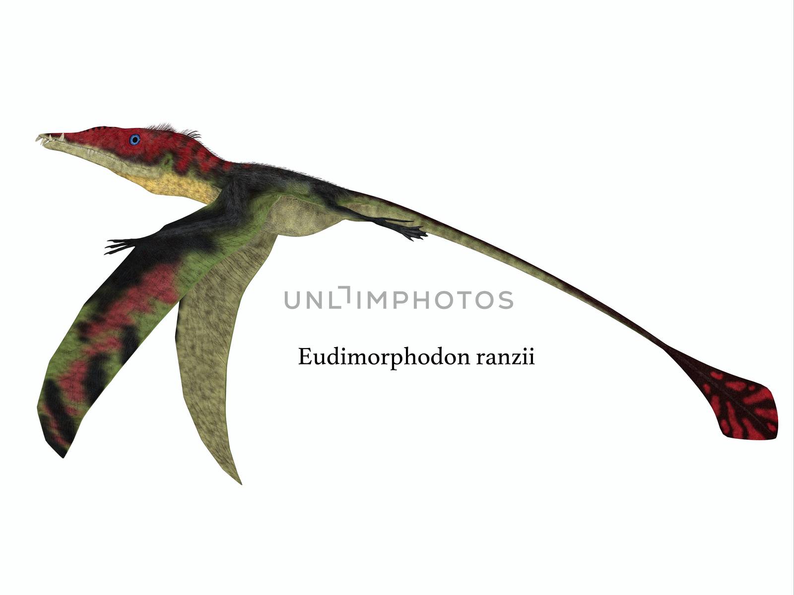 The carnivorous Eadimorphodon was a pterosaur flying reptile that lived in Italy in the Triassic Period.