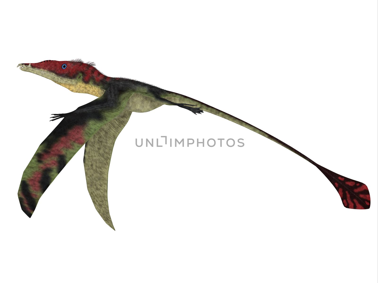 The carnivorous Eadimorphodon was a pterosaur flying reptile that lived in Italy in the Triassic Period.